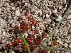 Pogonomyrmex californicus
