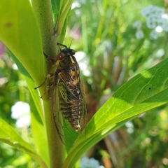 Amphipsalta