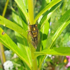 Amphipsalta