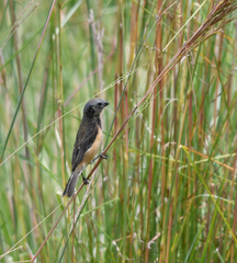 Sporophila ruficollis