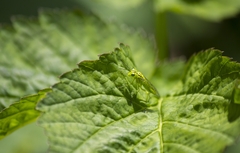 Rhogogaster punctulata
