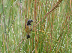 Sporophila ruficollis