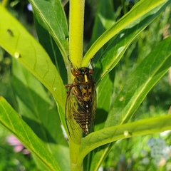 Amphipsalta