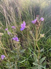 Chaetogastra gracilis