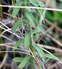 Lobelia brevifolia