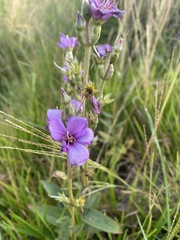 Chaetogastra gracilis