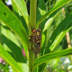 Amphipsalta