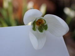 Galanthus nivalis