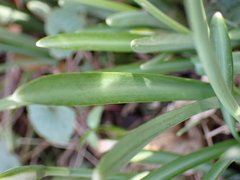 Galanthus nivalis