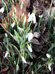 Galanthus nivalis