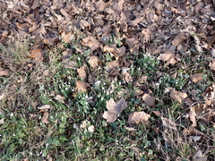 Galanthus nivalis