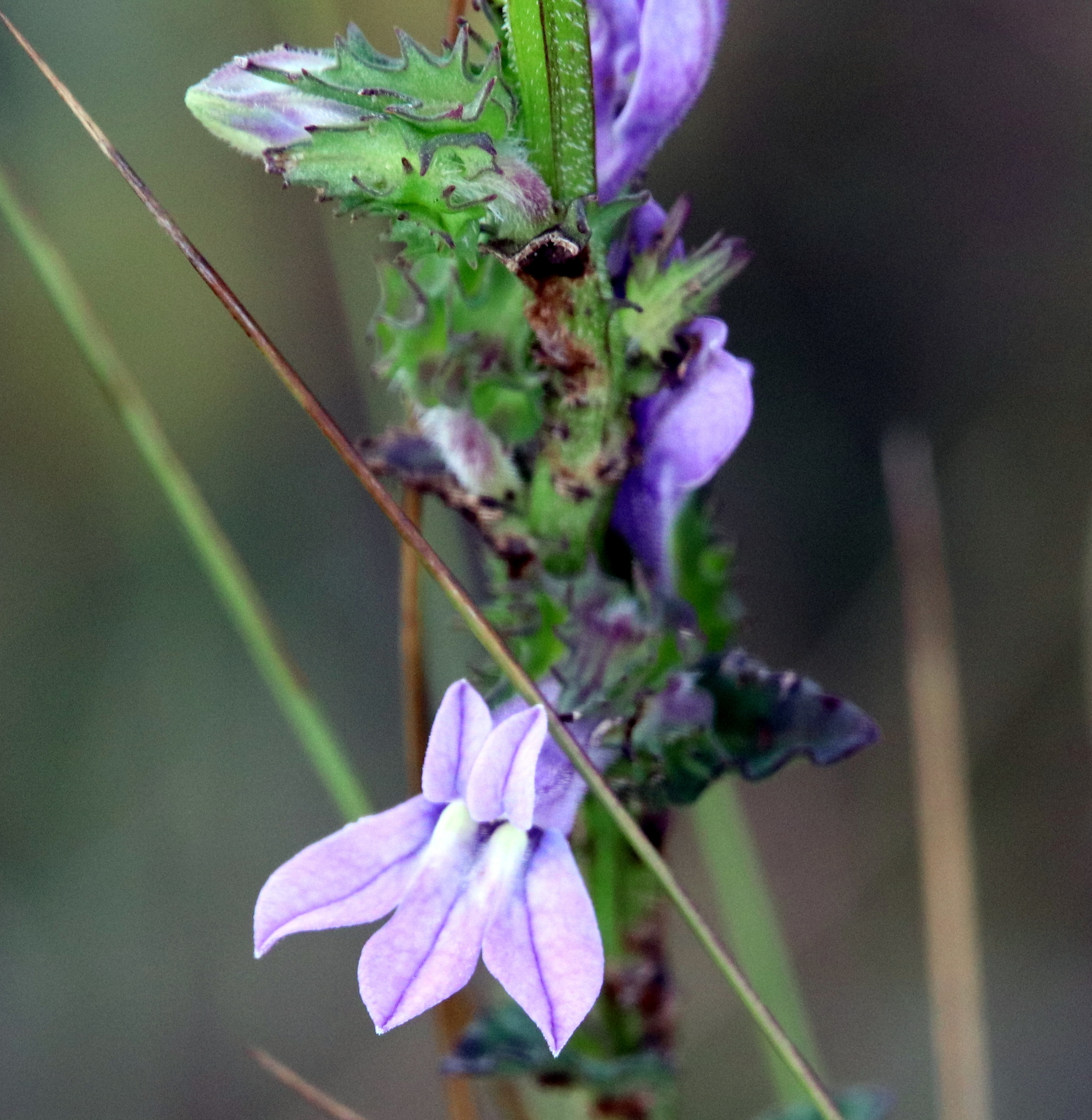 Lobelia brevifolia