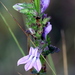 Shortleaf Lobelia - Photo (c) Lauren McLaurin, some rights reserved (CC BY), uploaded by Lauren McLaurin