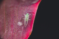 Stenopsocidae