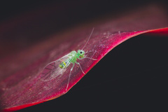 Stenopsocidae