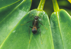 Camponotus nicobarensis