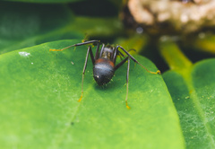 Camponotus nicobarensis