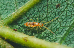 Entomobryoidea