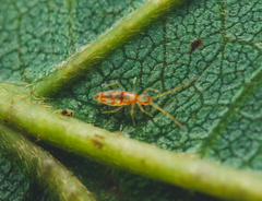 Entomobryoidea