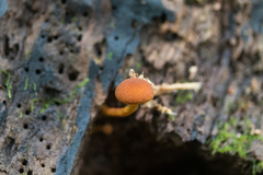 Tubariaceae
