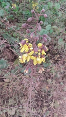 Peltophorum pterocarpum