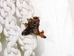 Cheromettia sumatrensis