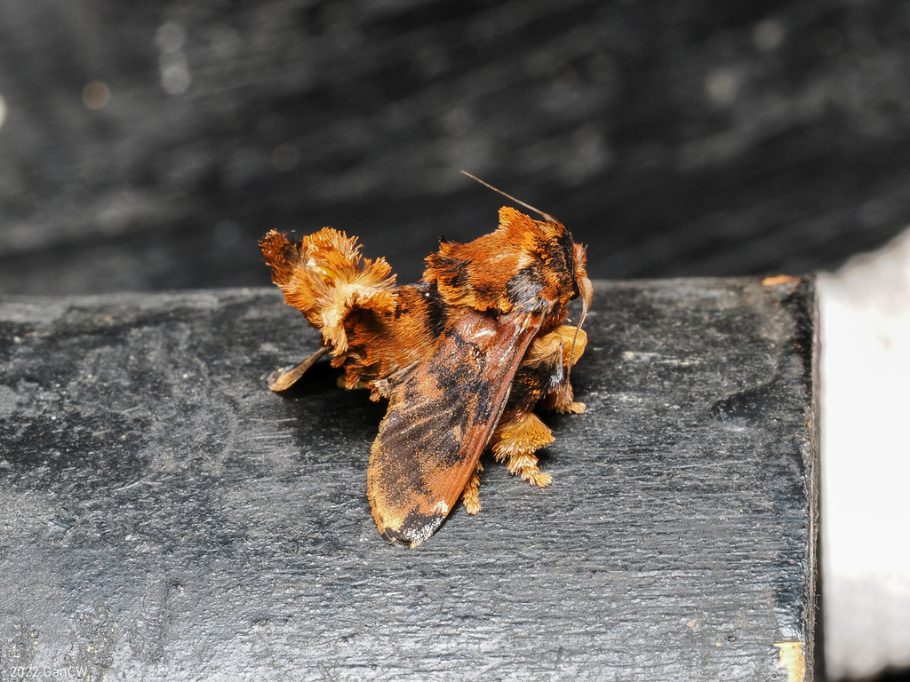 Cheromettia sumatrensis (Cheromettia sumatrensis)