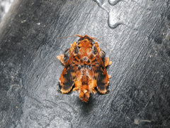 Cheromettia sumatrensis