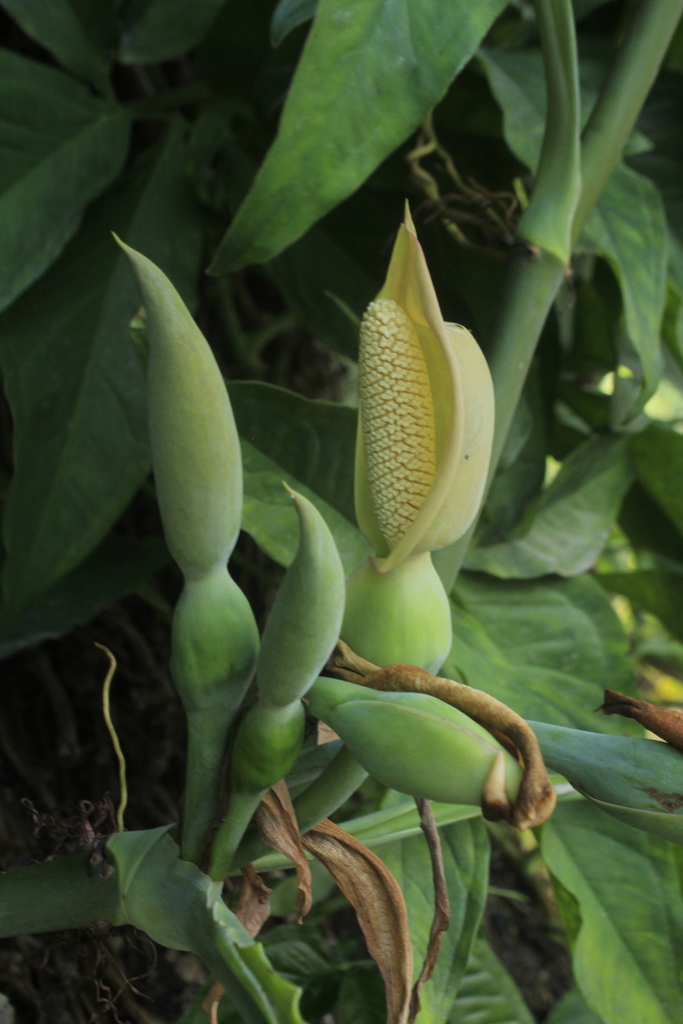 Arrowhead Plant
