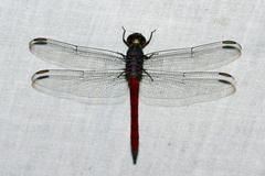 Orthemis schmidti