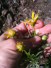 Ericameria linearifolia