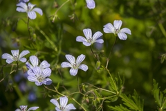 Geranium asiaticum
