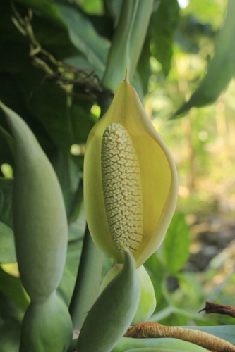 Syngonium podophyllum