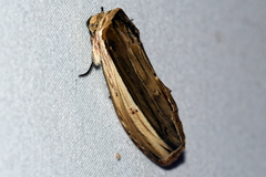 Truncaptera truncata