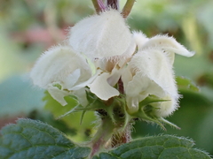 Lamium album