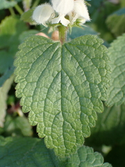 Lamium album