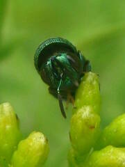 Perilampidae