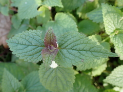 Lamium album