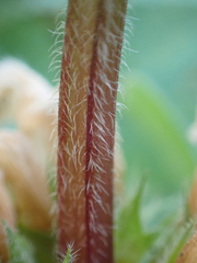 Lamium album