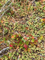 Kelleria dieffenbachii