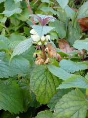 Lamium album