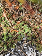 Kelleria dieffenbachii