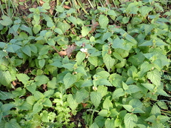 Lamium album