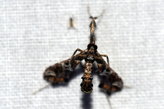 Lineodes