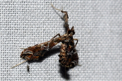 Lineodes