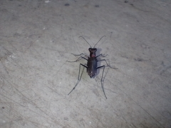 Odontocheila chrysis
