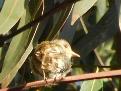 Myiophobus fasciatus