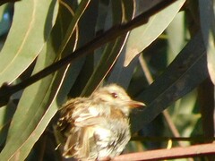 Myiophobus fasciatus