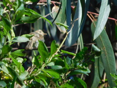 Myiophobus fasciatus