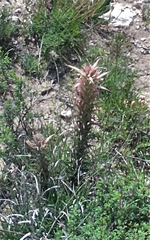 Castilleja sessiliflora